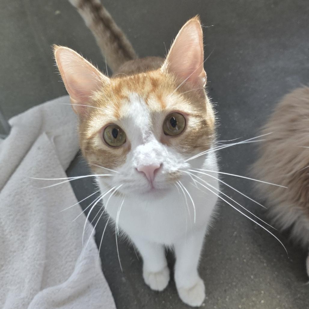 Oliver, a Adoptable Domestic Short Hair in Fort Wayne, IN image 4/6