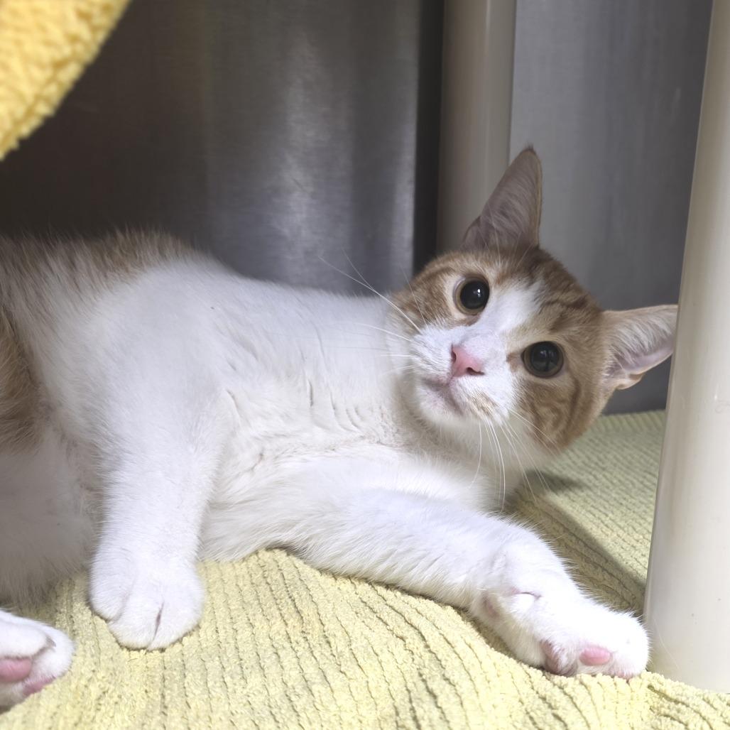 Oliver, a Adoptable Domestic Short Hair in Fort Wayne, IN image 5/6