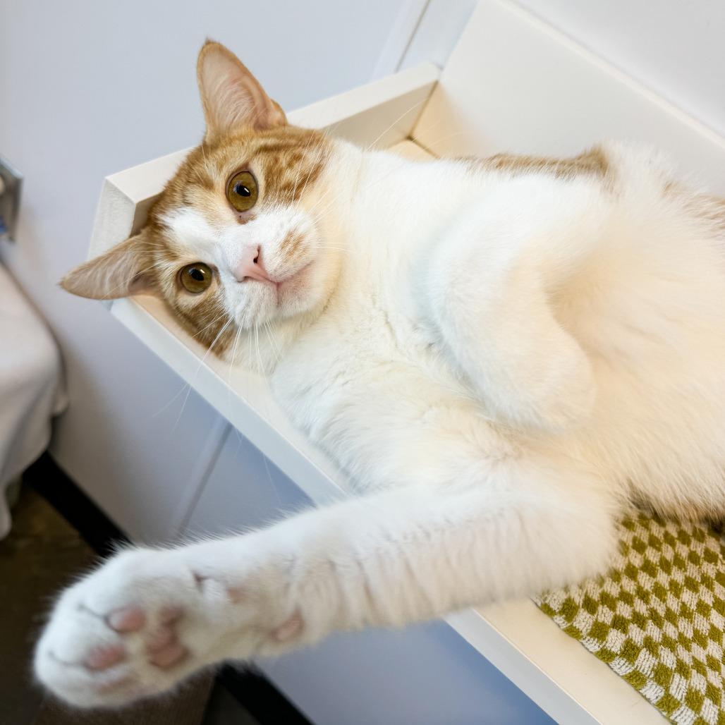 Oliver, a Adoptable Domestic Short Hair in Fort Wayne, IN image 6/6