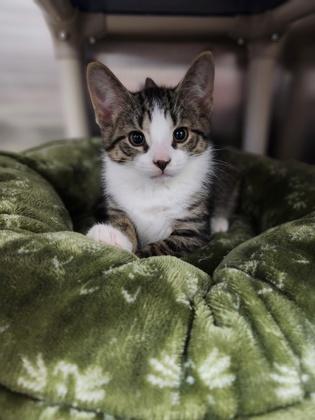 Bruce, Baby Male Domestic Short Hair