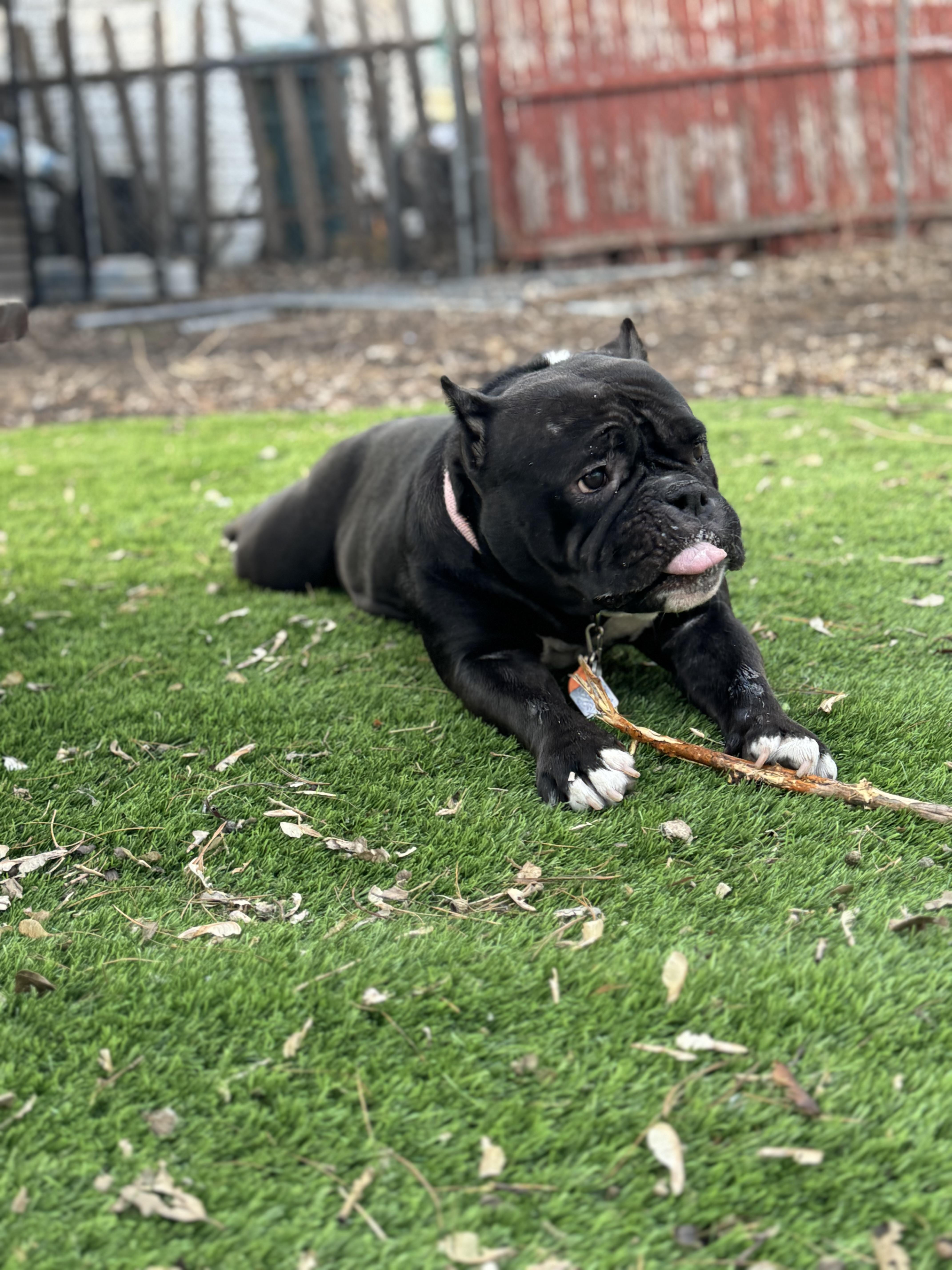 Bunnie, Adopted, Senior Female English Bulldog.