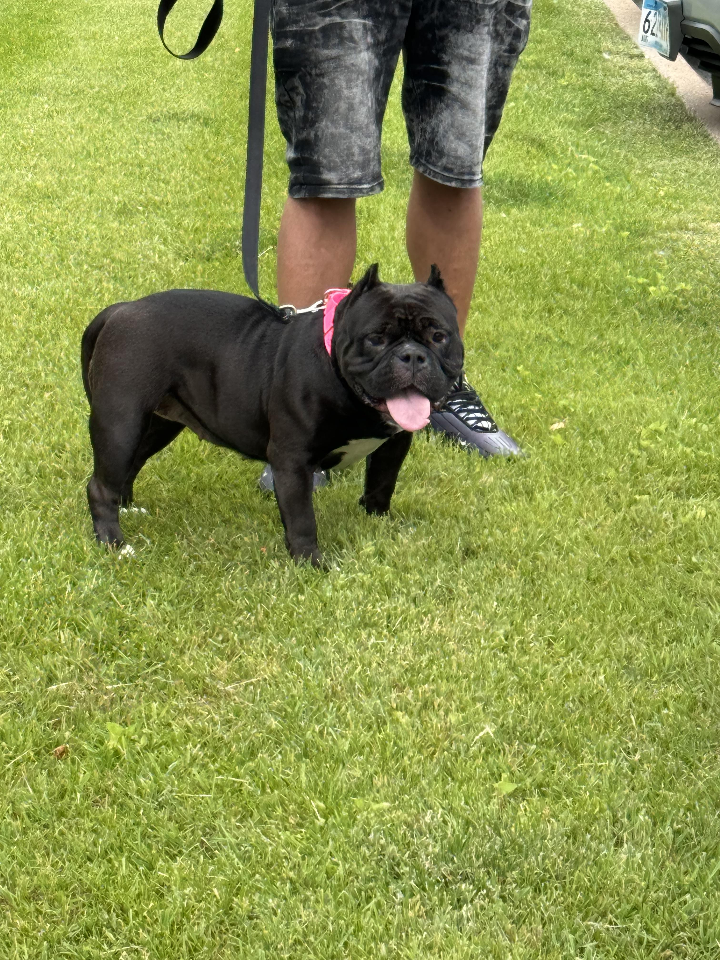 Enlarge Bunnie, a Adopted mixed breed in Minneapolis, MN image 3/3