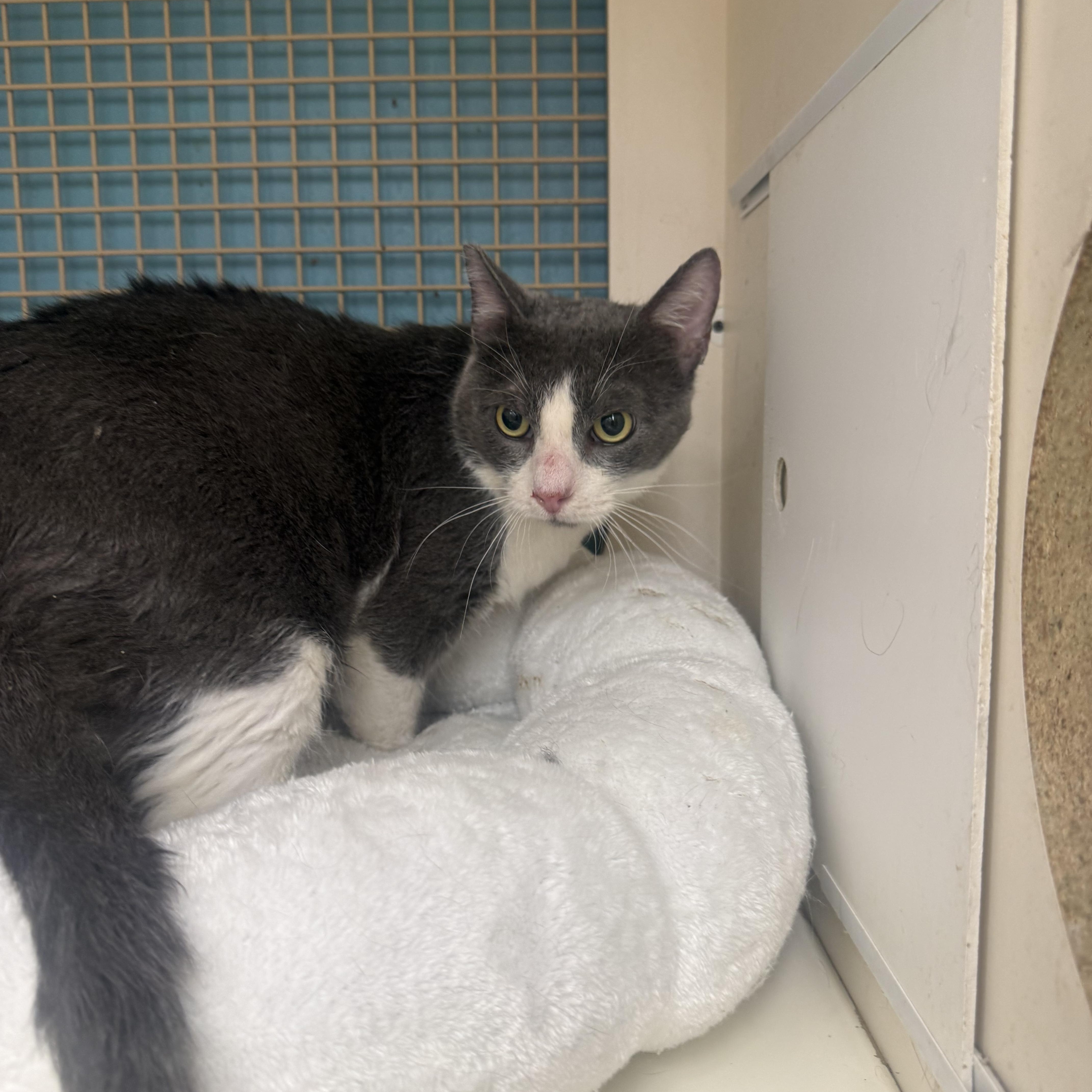 Enlarge Gumbo, a ADOPTABLE Domestic Short Hair in Las Vegas, NV image 1/1
