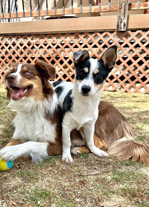 Drake, Adoptable, Puppy Male Corgi & Cattle Dog.