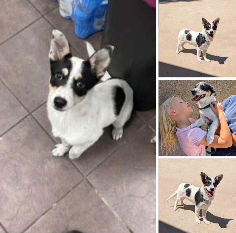 Enlarge Drake, a Adoptable mixed breed in Boulder, CO image 2/4