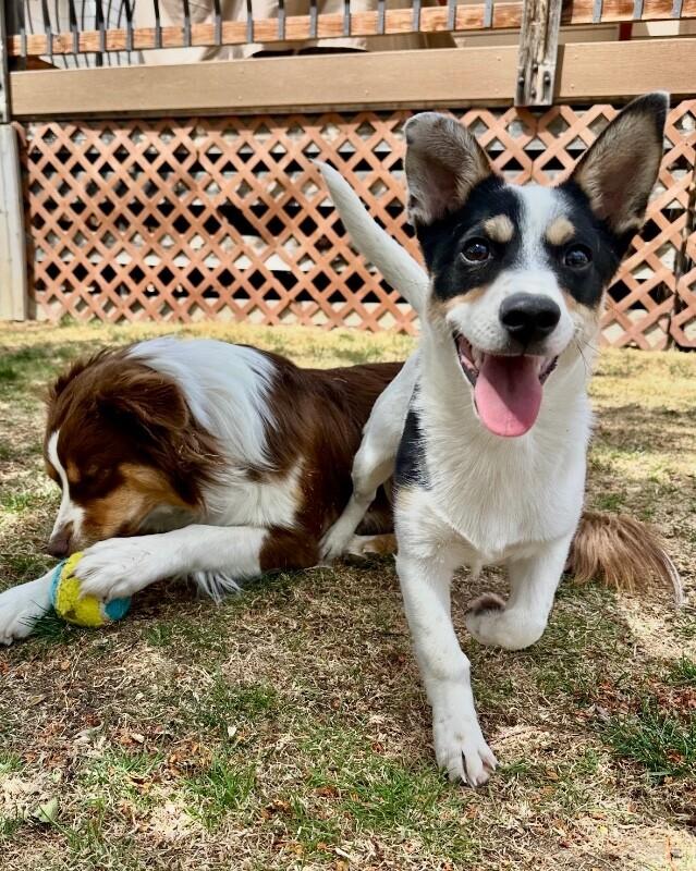 Enlarge Drake, a Adoptable mixed breed in Boulder, CO image 3/4