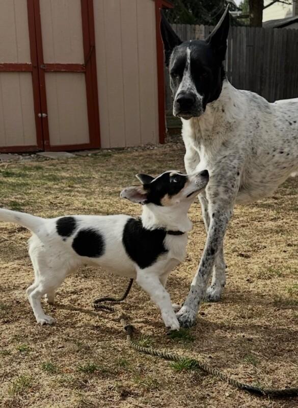Enlarge Drake, a Adoptable mixed breed in Boulder, CO image 4/4