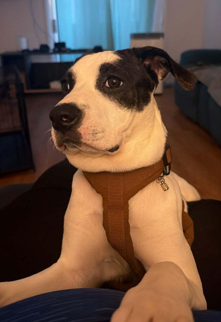 Rosie, Adoptable, Puppy Female American Bully.