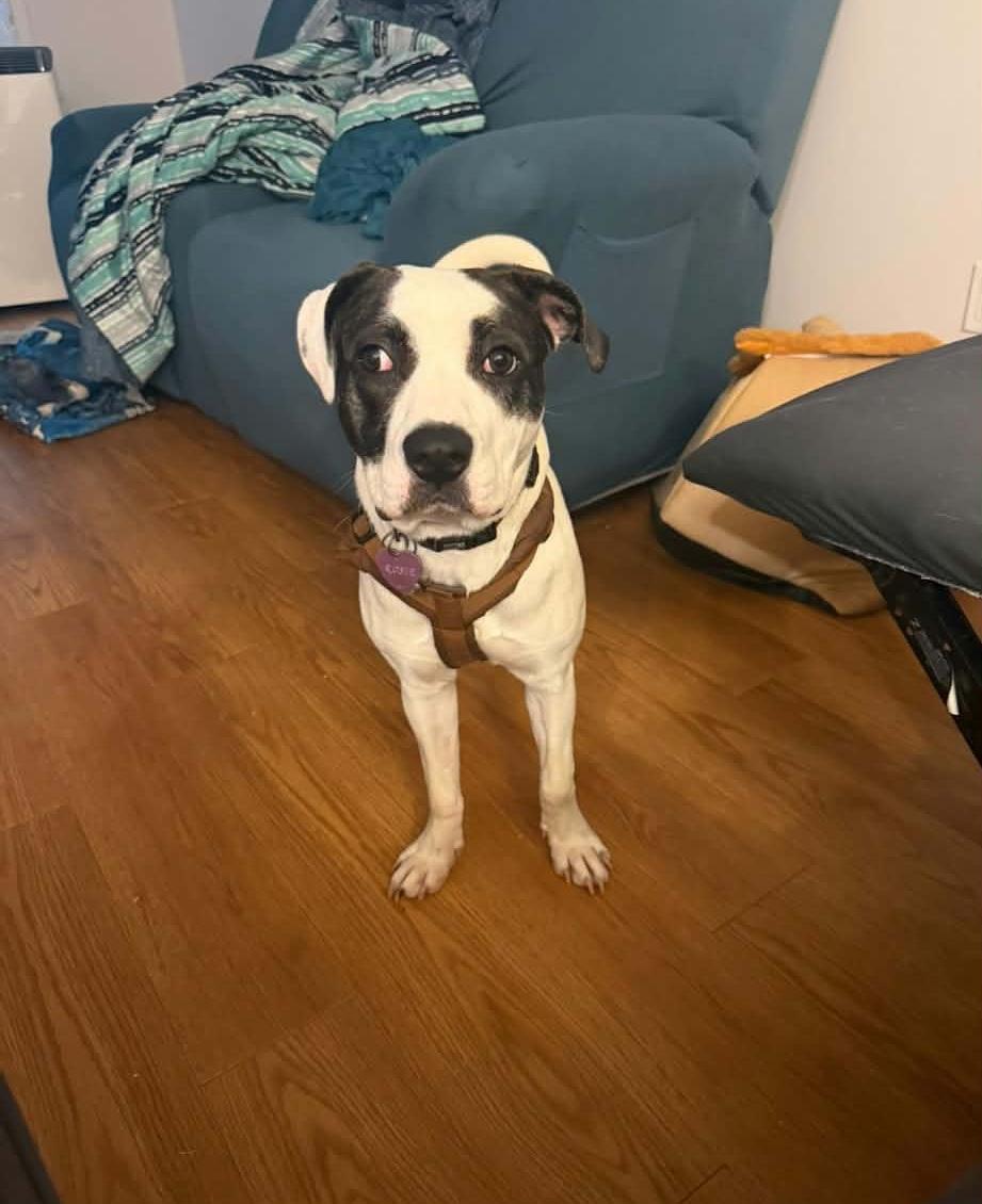 Enlarge Rosie, a Adoptable mixed breed in Pointe-Claire, QC image 2/4