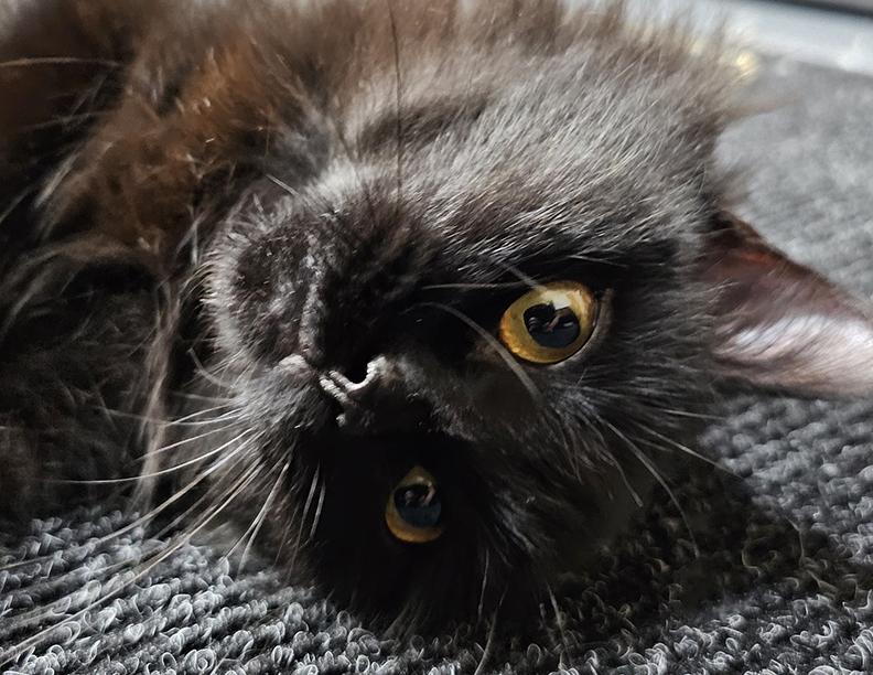 Enlarge Ratty Raspberry, a Adopted mixed breed in Steilacoom, WA image 2/3