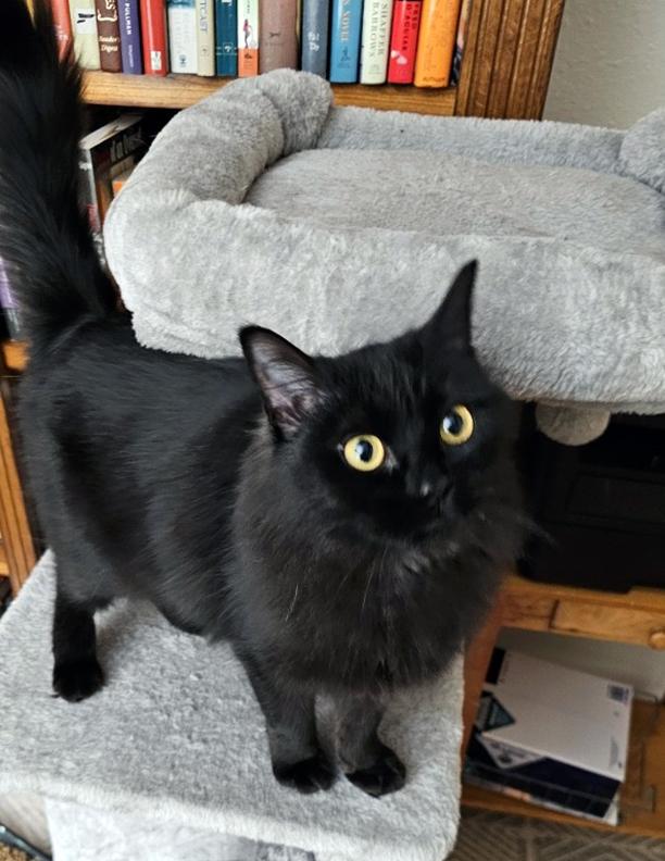 Enlarge Ratty Raspberry, a Adopted mixed breed in Steilacoom, WA image 3/3