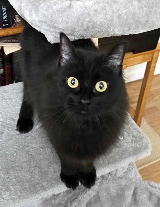 Enlarge Ratty Raspberry, a Adopted mixed breed in Steilacoom, WA image 1/3