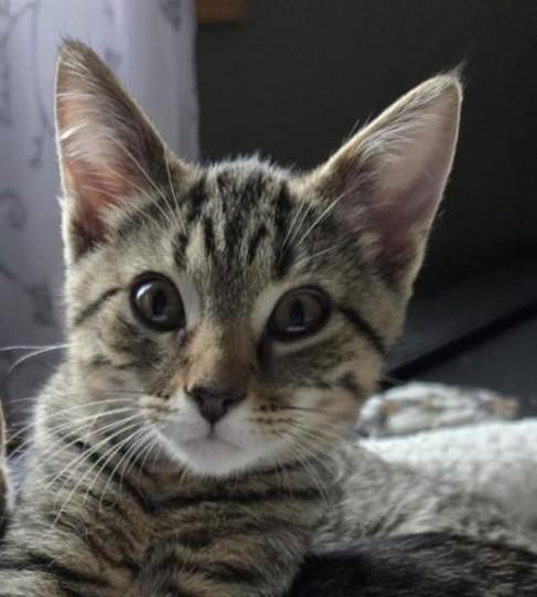 Felix (Courtesy Post), Adoptable, Kitten Male Domestic Short Hair.