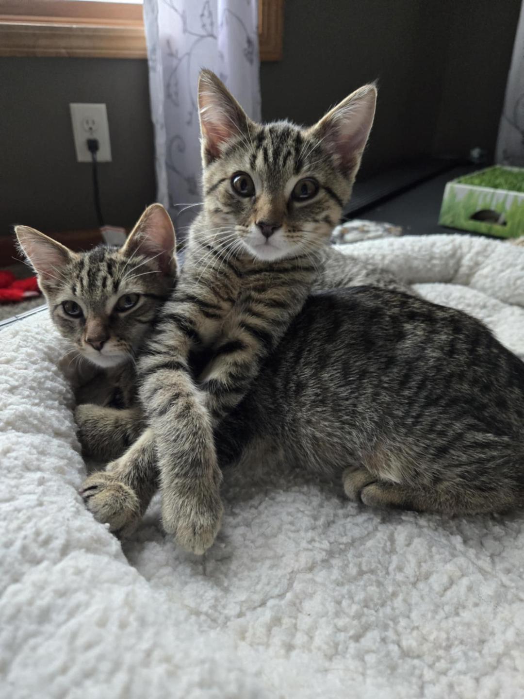 Enlarge Felix (Courtesy Post), a Adoptable Domestic Short Hair in Janesville, WI image 3/3