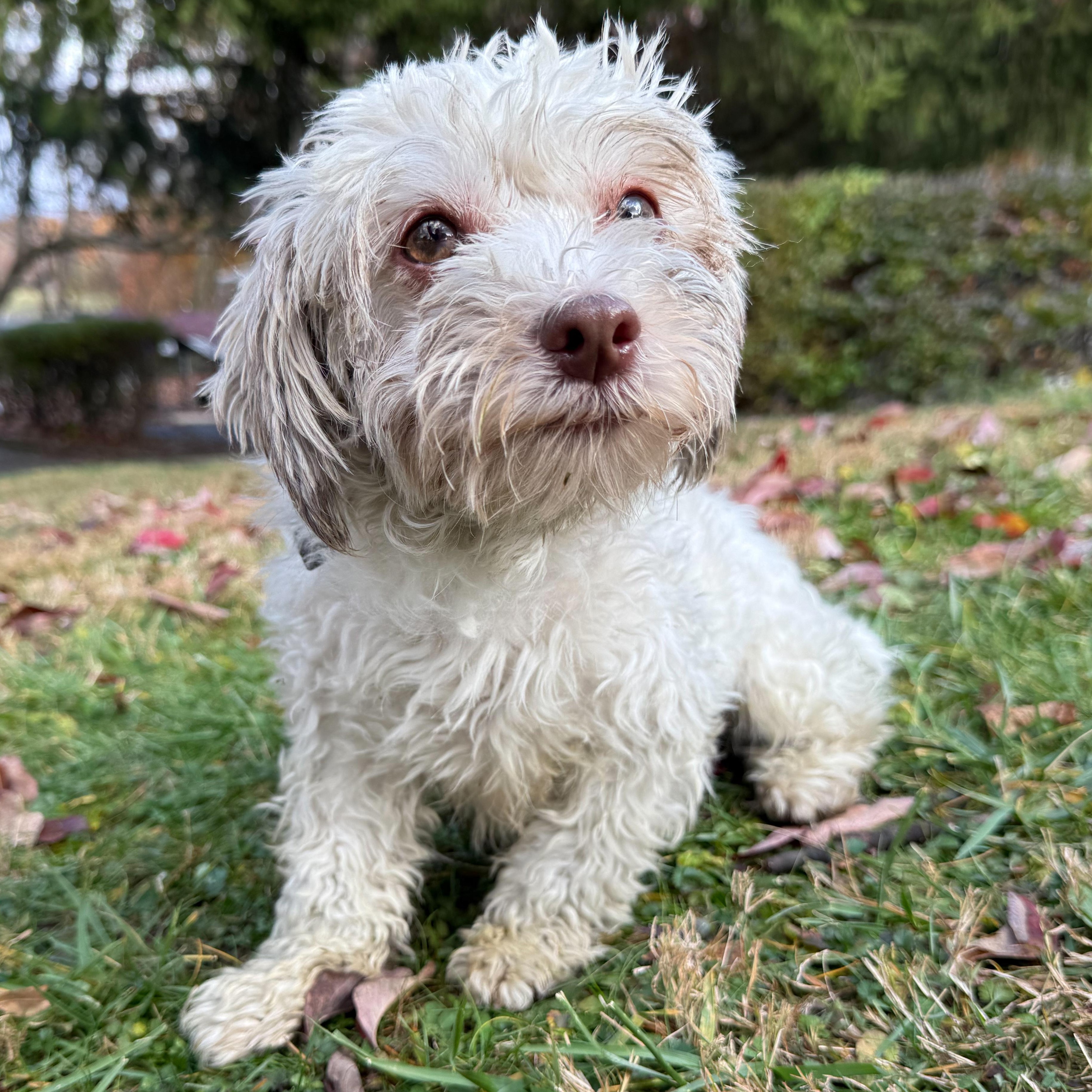 Enlarge Lucy, a Adoptable mixed breed in Latrobe, PA image 2/6
