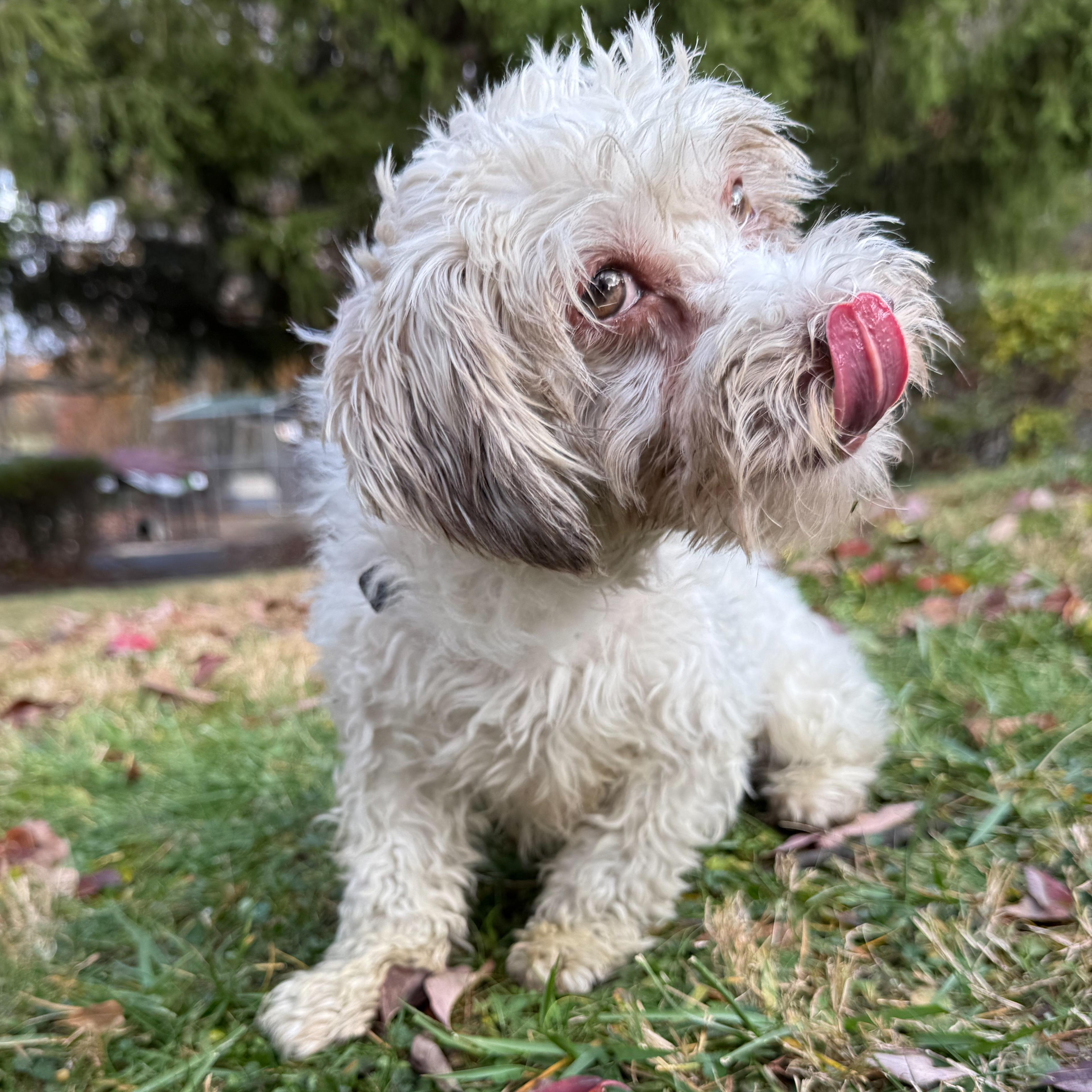 Enlarge Lucy, a Adoptable mixed breed in Latrobe, PA image 6/6