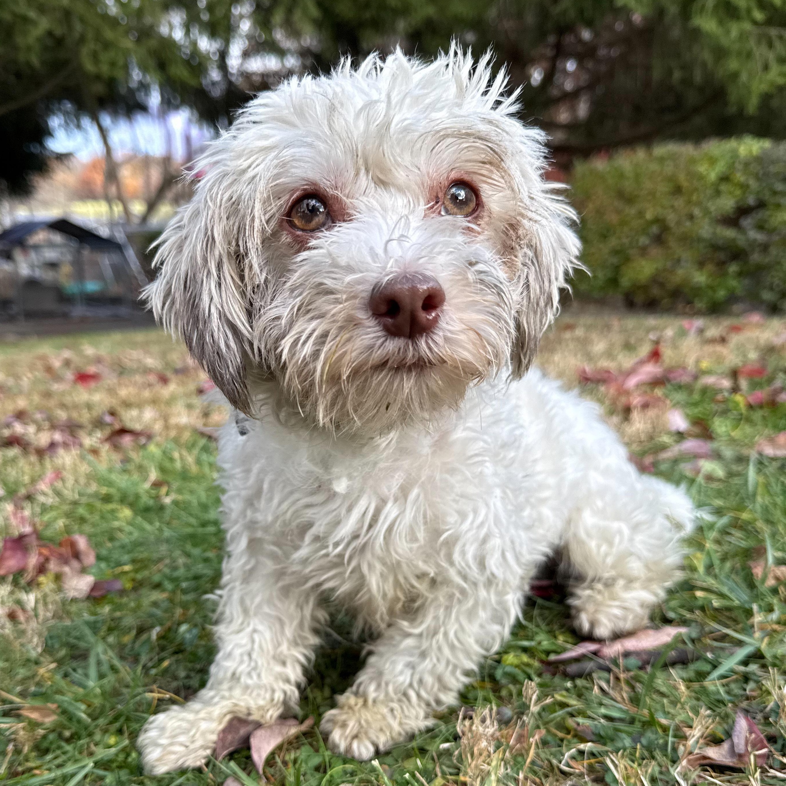 Enlarge Lucy, a Adoptable mixed breed in Latrobe, PA image 5/6