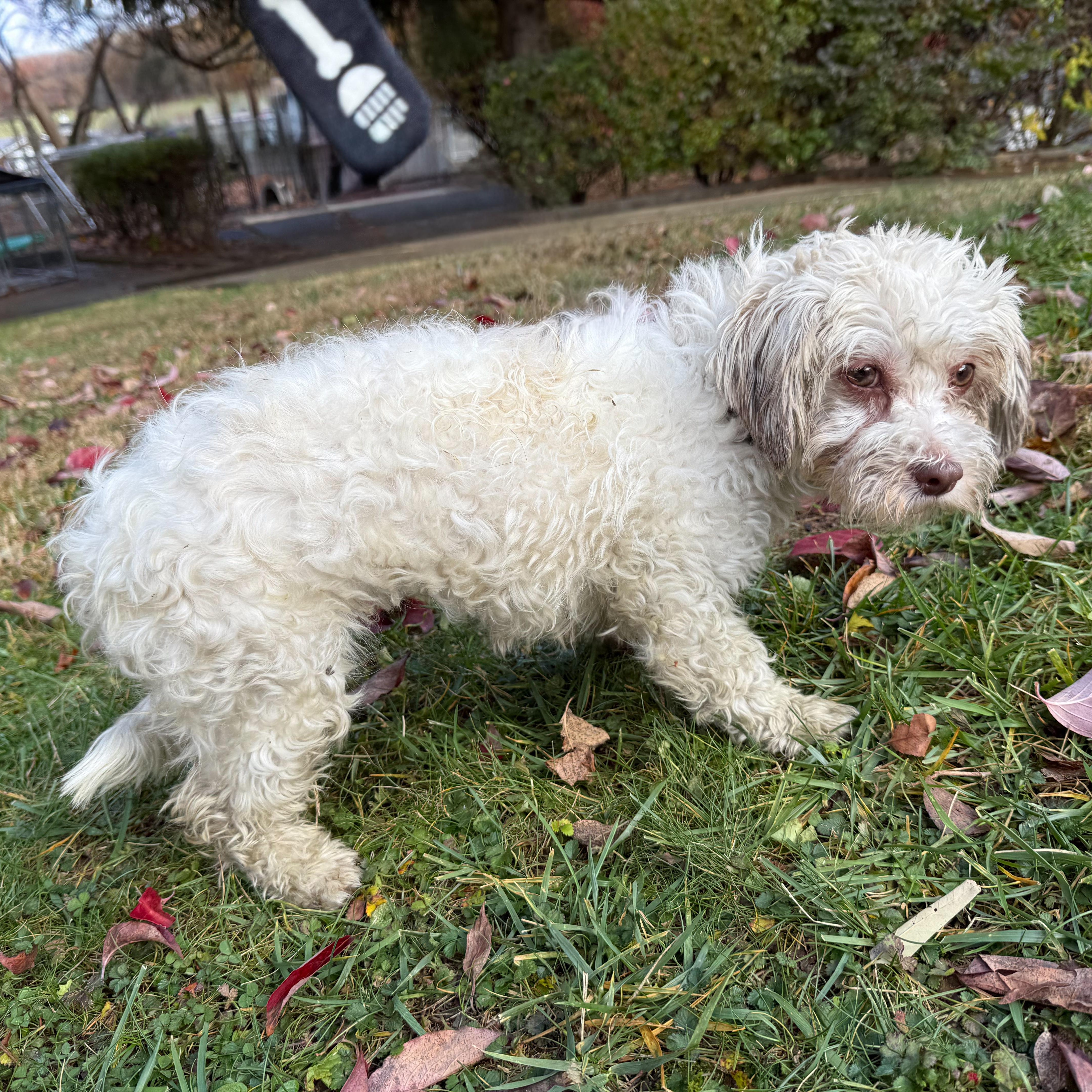 Enlarge Lucy, a Adoptable mixed breed in Latrobe, PA image 4/6
