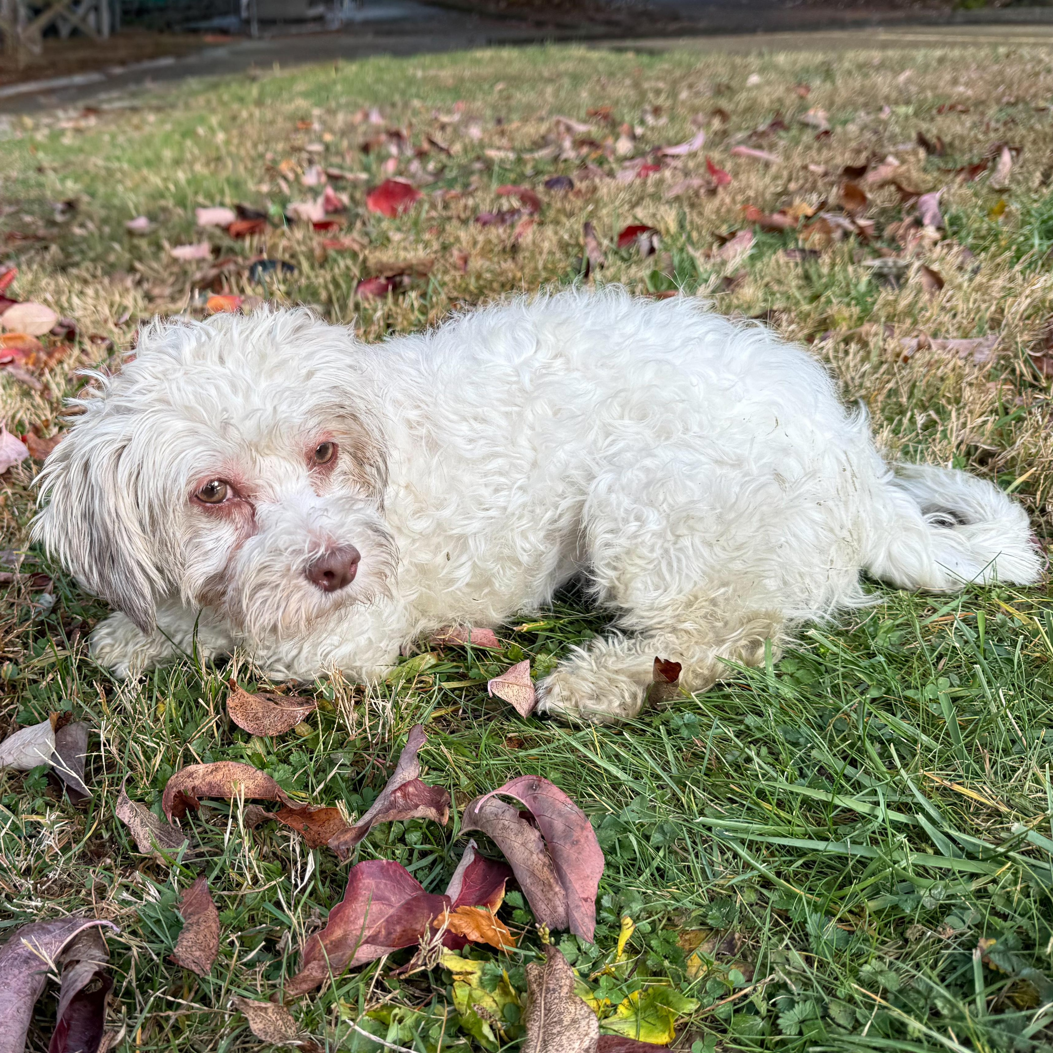 Enlarge Lucy, a Adoptable mixed breed in Latrobe, PA image 3/6