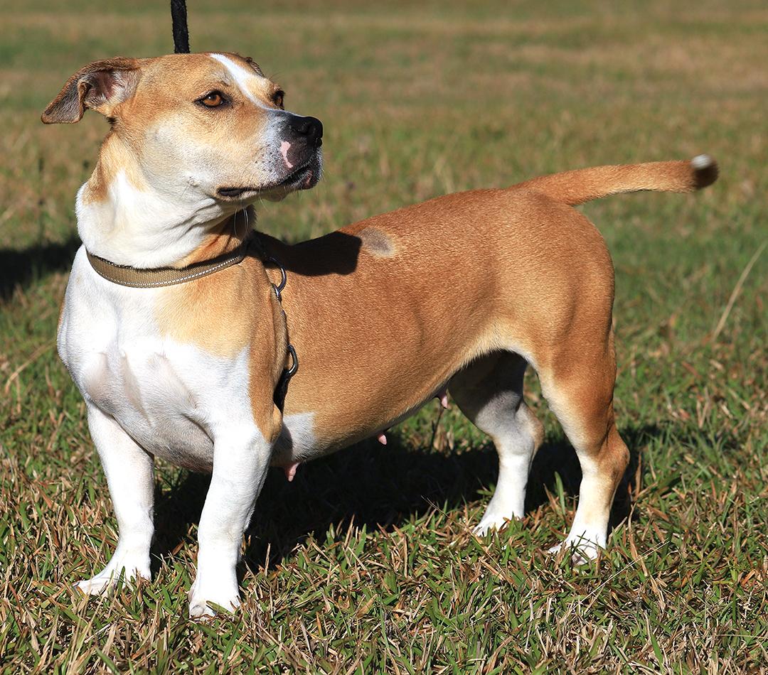 Enlarge Lillian, a Adoptable American Staffordshire Terrier in North Fort Myers, FL image 1/5