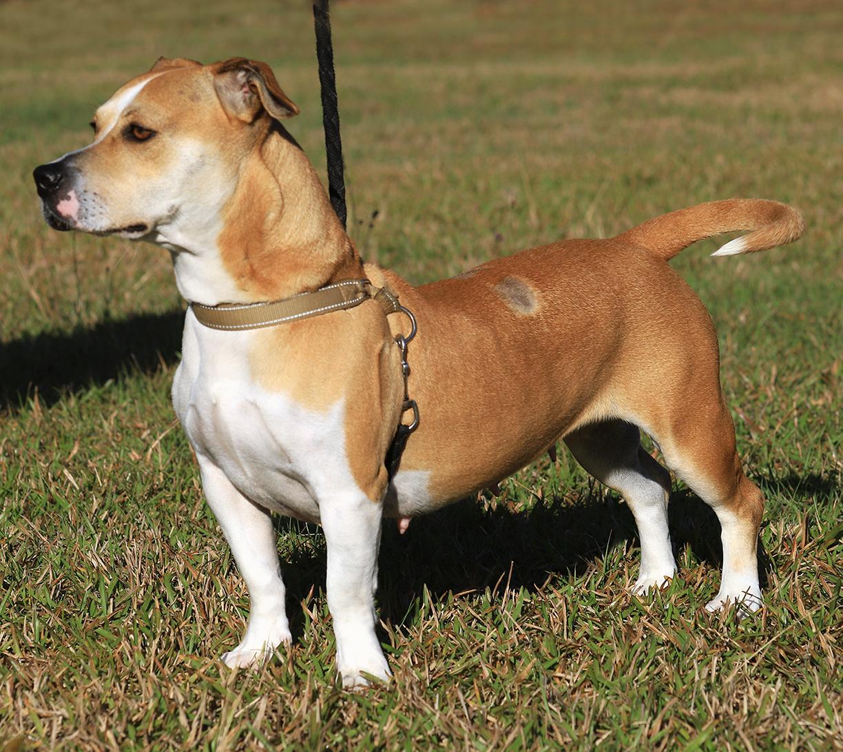 Enlarge Lillian, a Adoptable American Staffordshire Terrier in North Fort Myers, FL image 2/5
