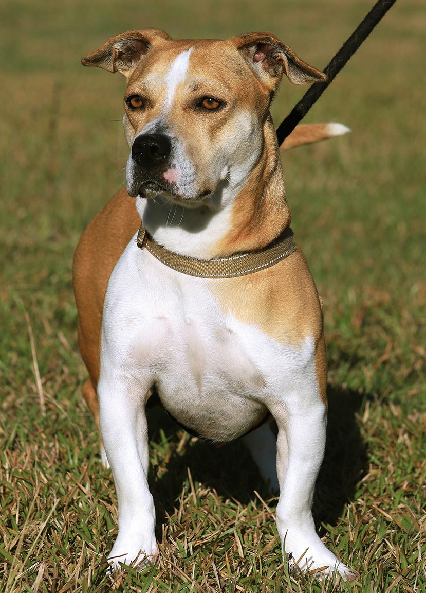 Enlarge Lillian, a Adoptable American Staffordshire Terrier in North Fort Myers, FL image 3/5