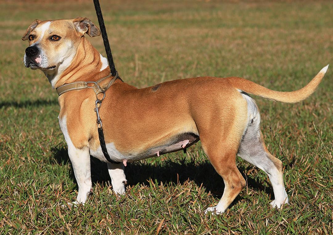Enlarge Lillian, a Adoptable American Staffordshire Terrier in North Fort Myers, FL image 4/5