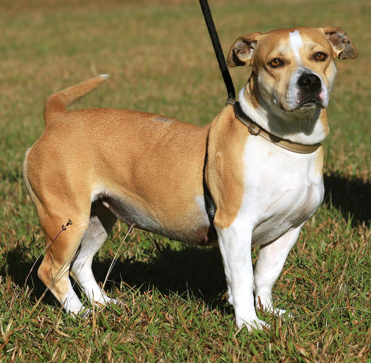 Enlarge Lillian, a Adoptable American Staffordshire Terrier in North Fort Myers, FL image 5/5