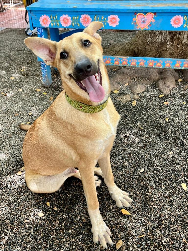 Alee, Adoptable, Young Male Husky & Mixed Breed.
