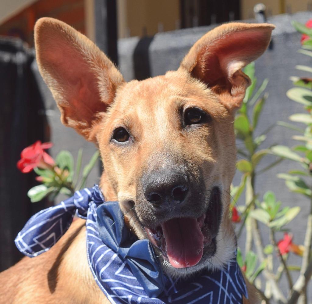 Enlarge Alee, a Adoptable mixed breed in Corral del Risco, NAY image 4/5