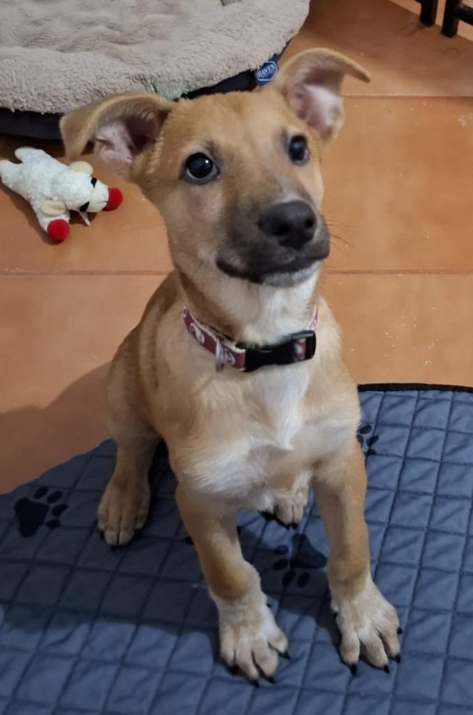 Enlarge Alee, a Adoptable mixed breed in Corral del Risco, NAY image 2/6