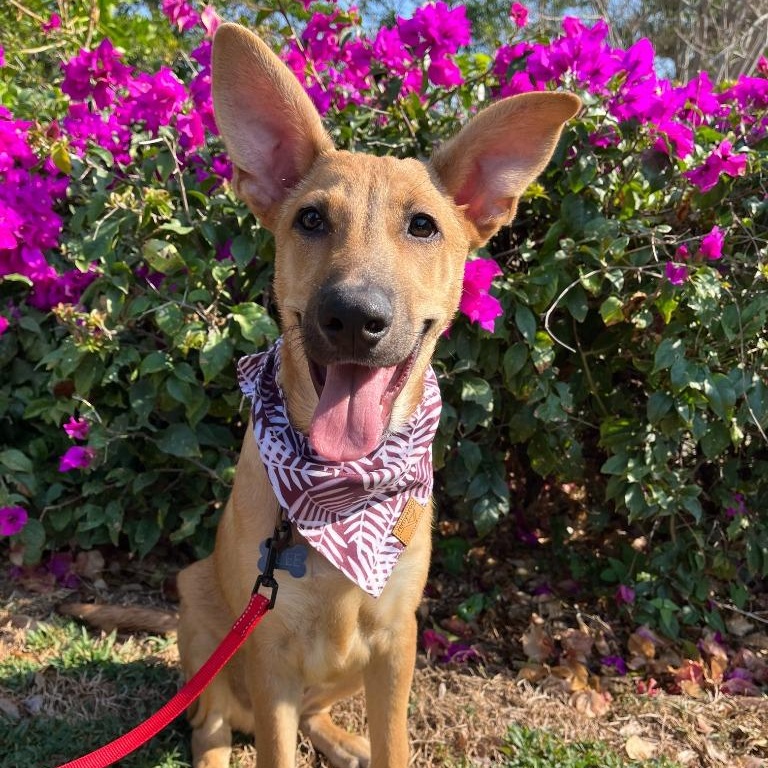 Enlarge Alee, a Adoptable mixed breed in Corral del Risco, NAY image 1/5