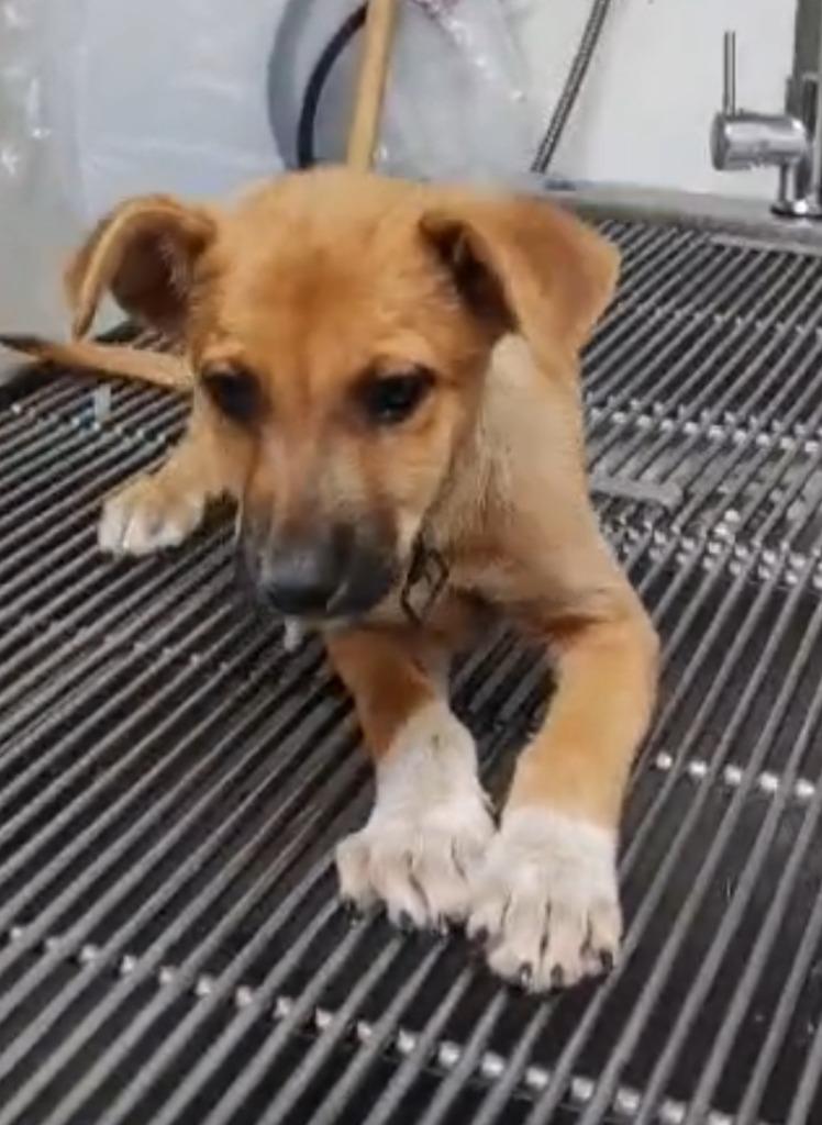 Enlarge Alee, a Adoptable mixed breed in Corral del Risco, NAY image 3/6