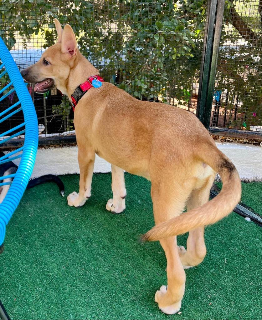 Enlarge Alee, a Adoptable mixed breed in Corral del Risco, NAY image 4/6