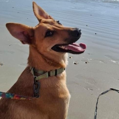 Enlarge Alee, a Adoptable mixed breed in Corral del Risco, NAY image 2/5