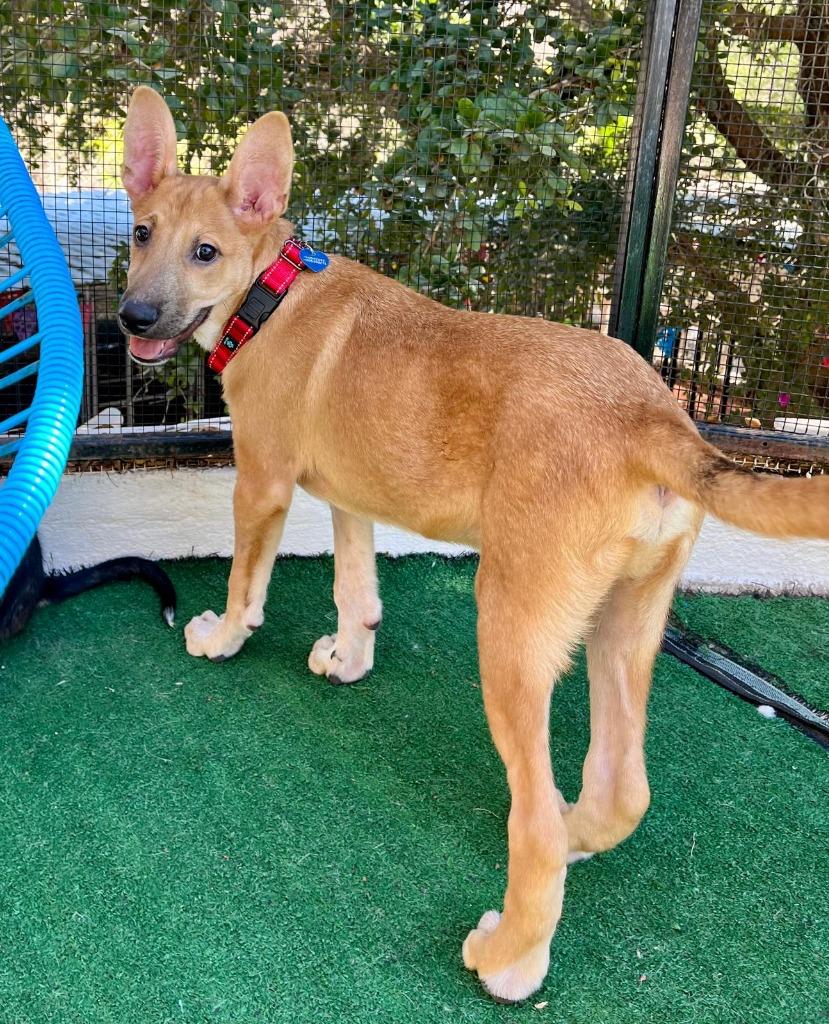 Enlarge Alee, a Adoptable mixed breed in Corral del Risco, NAY image 6/6