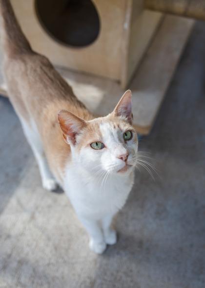 Thomas, Adoptable, Adult Male Domestic Short Hair & Domestic Short Hair.