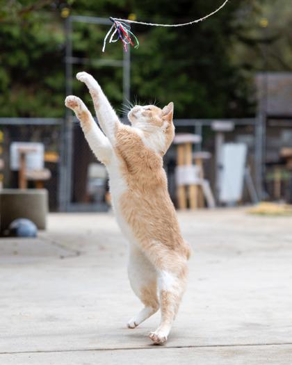 Thomas, Adoptable, Adult Male Domestic Short Hair & Domestic Short Hair.