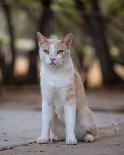 Enlarge Thomas, a Adoptable Domestic Short Hair in El Dorado Hills, CA image 2/3