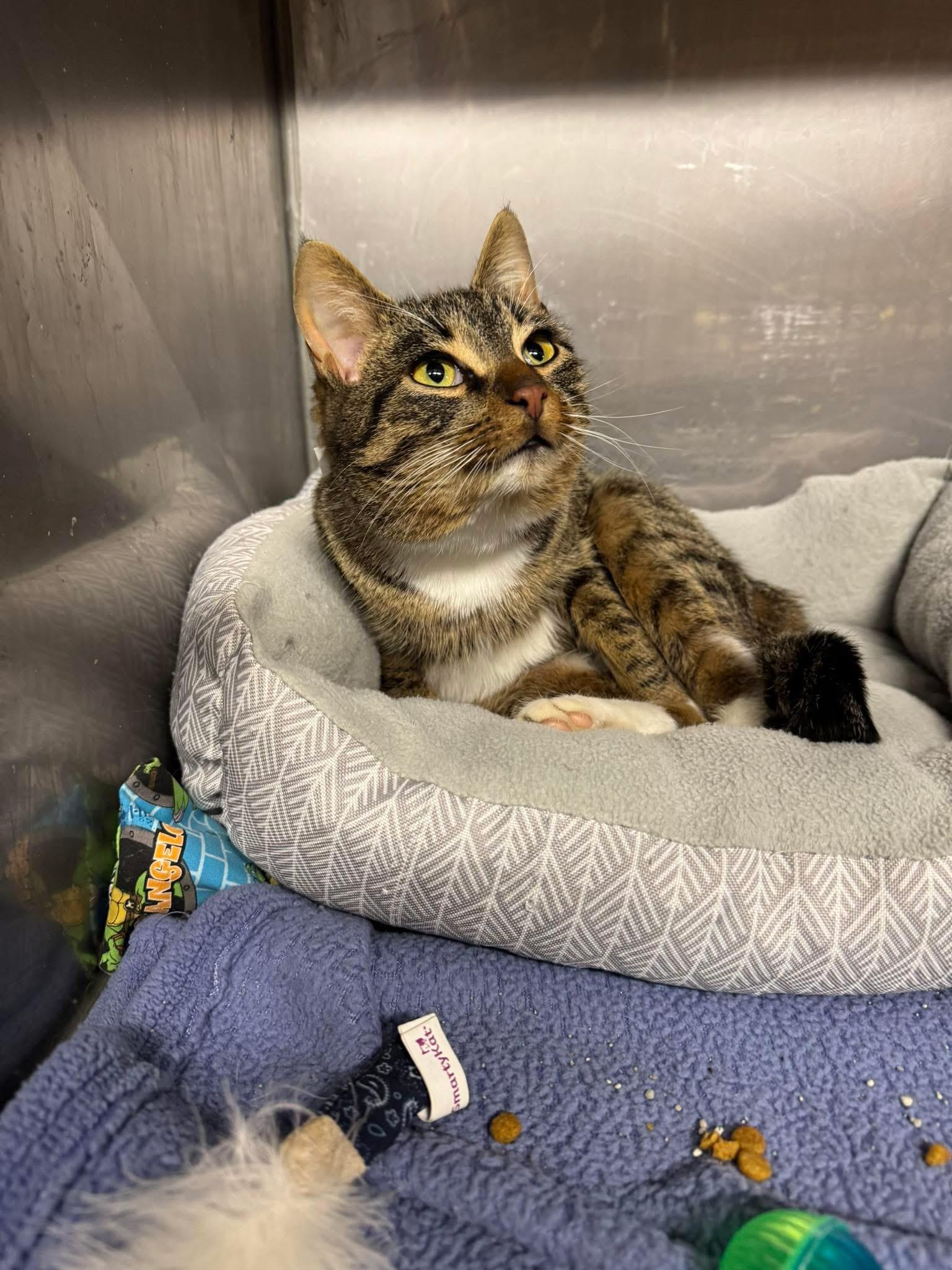 Enlarge Karina, a ADOPTABLE Domestic Short Hair in Ludington, MI image 1/1