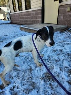Toad, ADOPTABLE, Young Male Beagle.