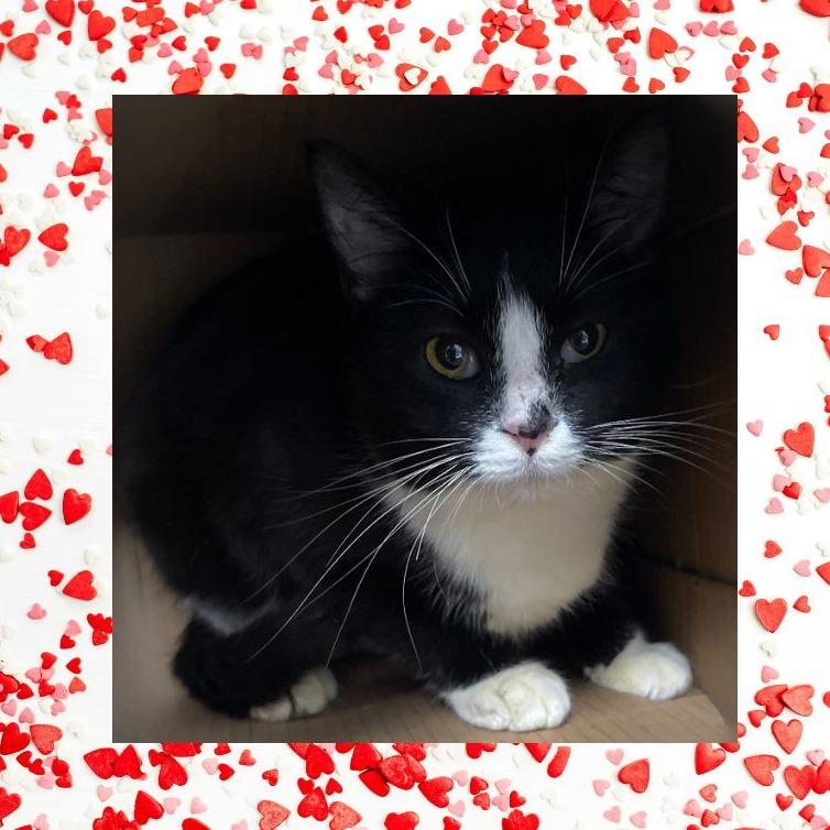 Crista, Adoptable, Young Female Domestic Short Hair.