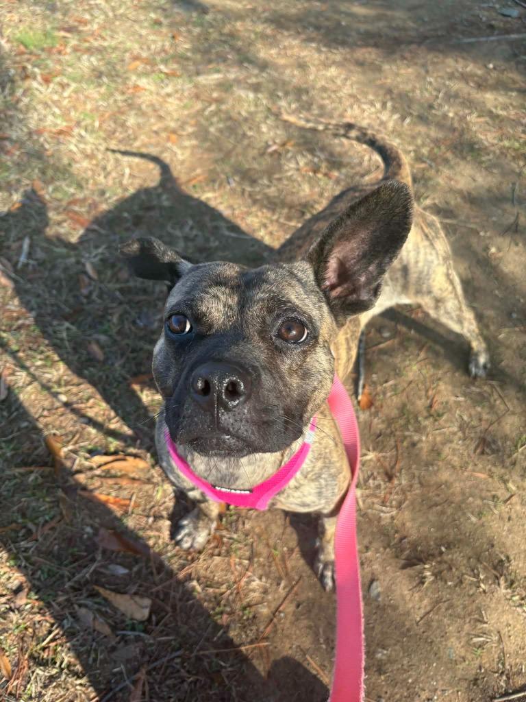 Kailani, Adoptable, Young Female Terrier.