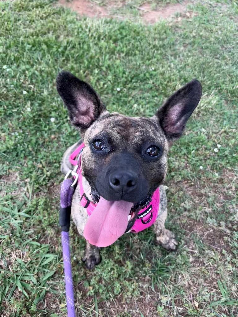 Kailani, a Adoptable mixed breed in Fort Mill, SC image 2/4
