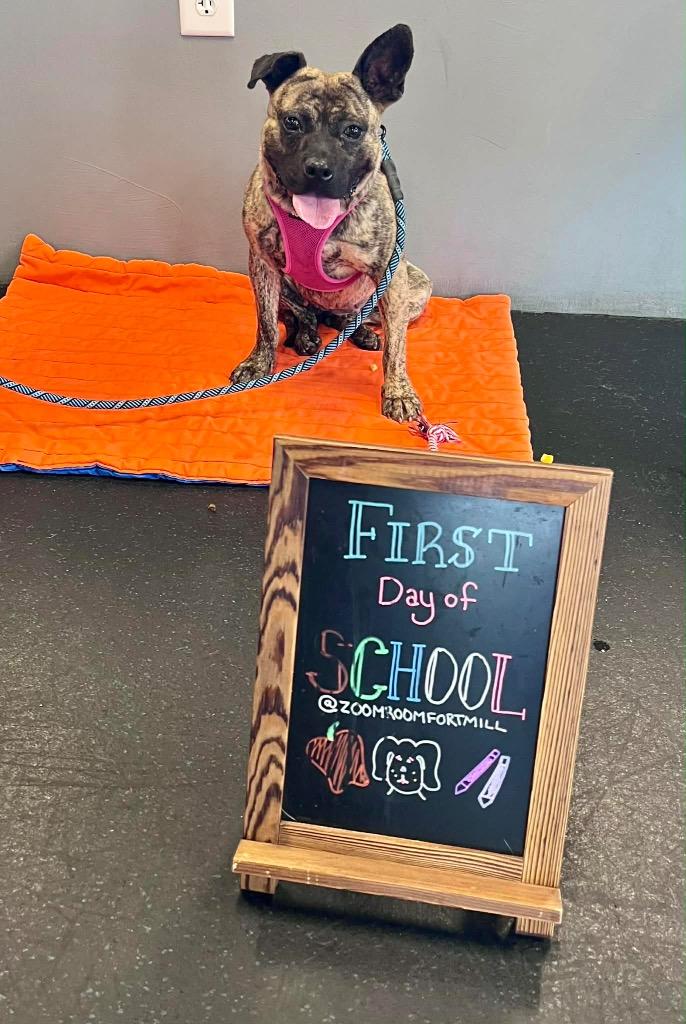 Kailani, a Adoptable mixed breed in Fort Mill, SC image 3/4