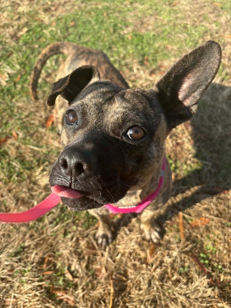 Kailani, a Adoptable mixed breed in Fort Mill, SC image 4/4