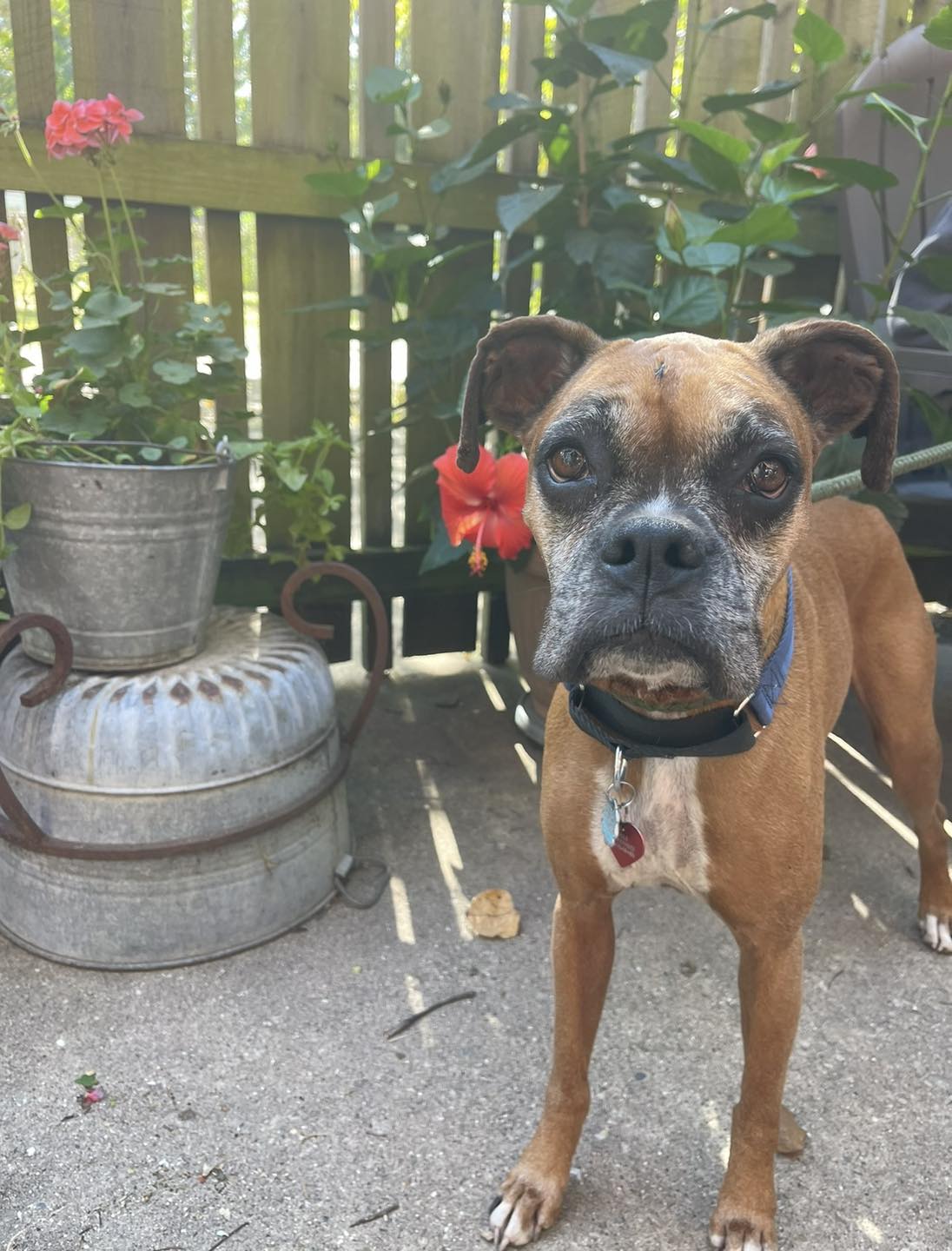 Ceili (in a FOSTER home)