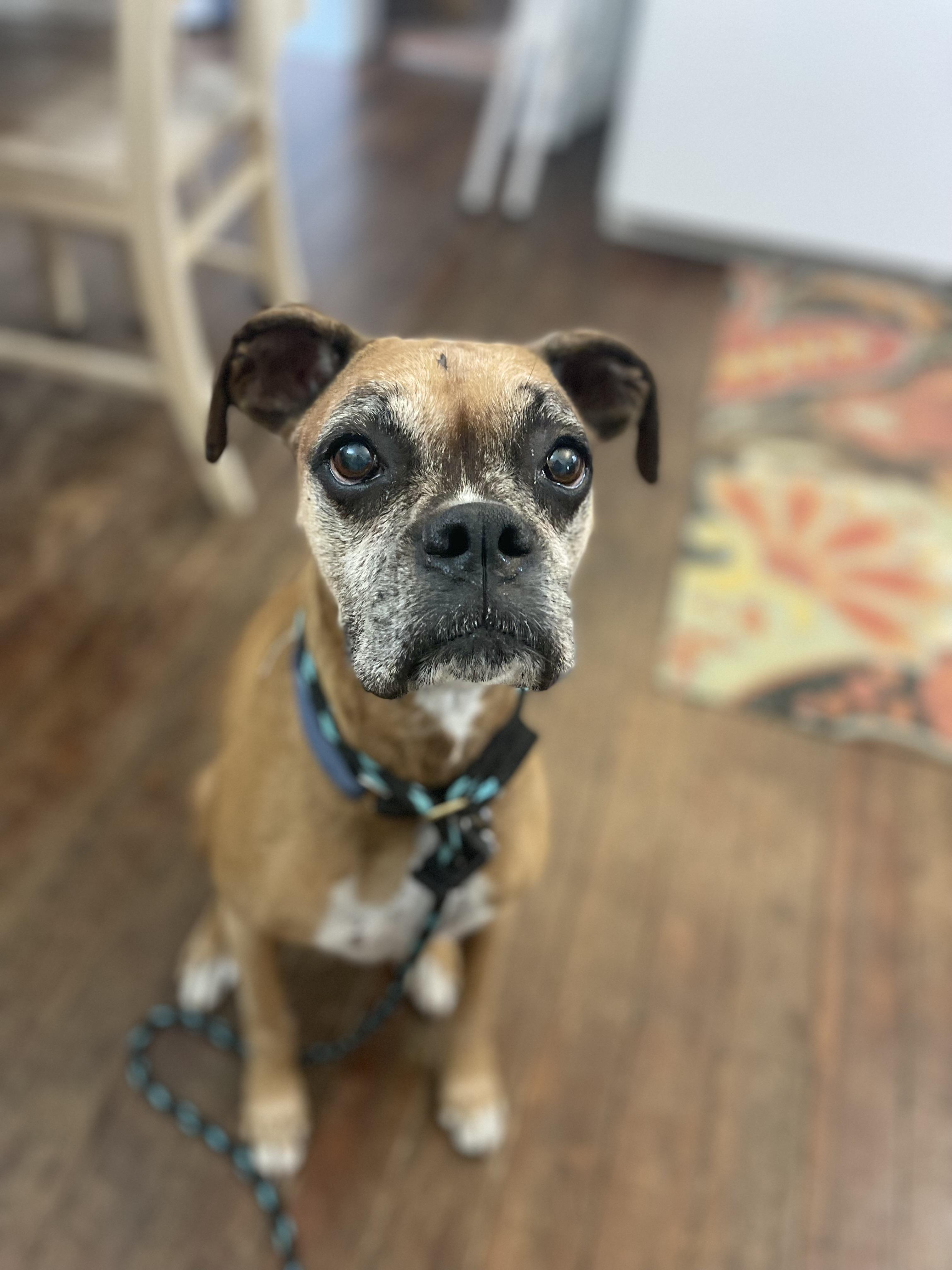 Ceili (in a FOSTER home), a Adoptable Boxer in Springfield, IL image 1/5