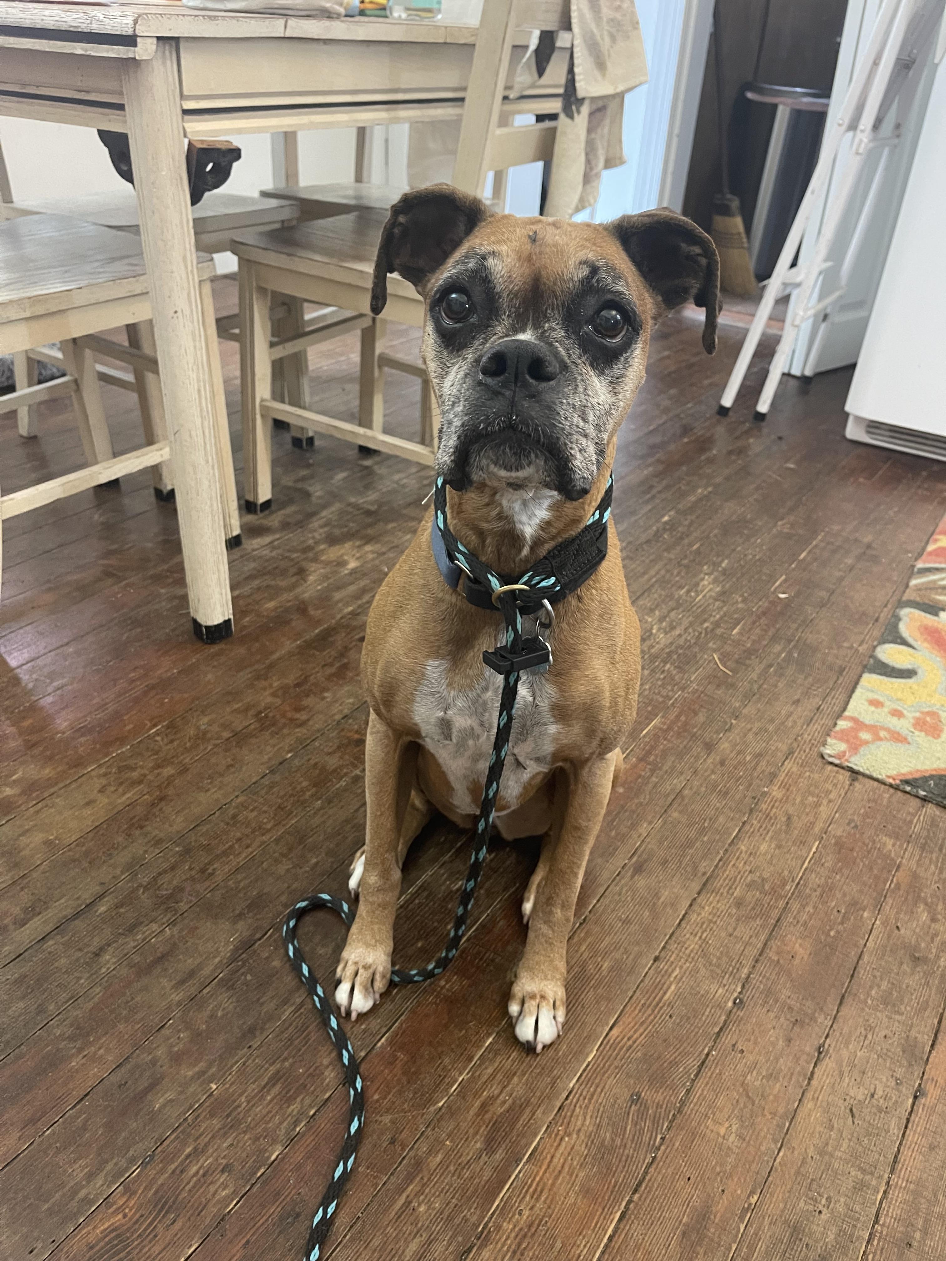 Ceili (in a FOSTER home)