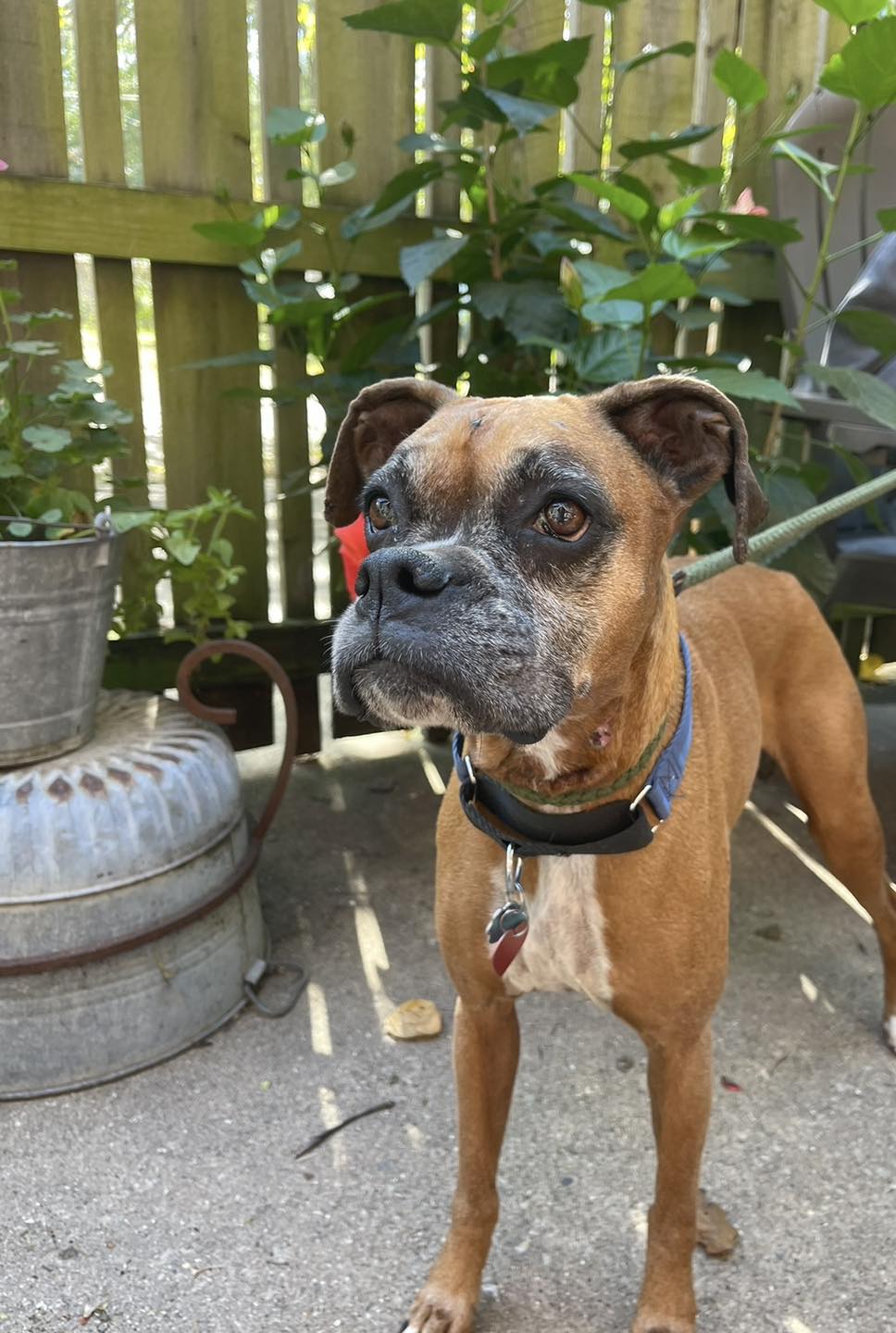 Ceili (in a FOSTER home), a Adoptable Boxer in Springfield, IL image 5/5